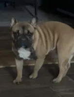 Maverick, a male French Bulldog for sale in Knoxville, IL – Photo 2 of 9