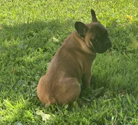 Maverick, a male French Bulldog for sale in Knoxville, IL – Photo 6 of 9