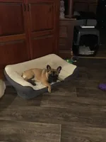 Maverick, a male French Bulldog for sale in Knoxville, IL – Photo 5 of 9