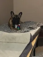 Maverick, a male French Bulldog for sale in Knoxville, IL – Photo 4 of 9