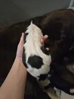 processed/b3975635-74f3-4af3-9402-c725ba833b4d/listing/57062786-71e2-416e-a940-5e1862dc033c/aab25d1f-6774-4c0f-b3dc-1c93a6690f20