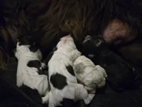 processed/b3975635-74f3-4af3-9402-c725ba833b4d/listing/57062786-71e2-416e-a940-5e1862dc033c/fe190f34-d6a8-49ff-93e9-7d5ed03724c9