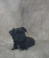 Bella, a female Yorkipoo for sale in Houston, TX – 2 of 3