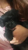 Bella, a female Yorkipoo for sale in Houston, TX – 1 of 3