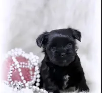 Bella, a female Yorkipoo for sale in Houston, TX – 3 of 3