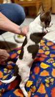 Joey, a male Chihuahua for sale in Warrens, WI – 2 of 2