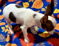 Charlie, a male Chihuahua for sale in Warrens, WI – 3 of 3