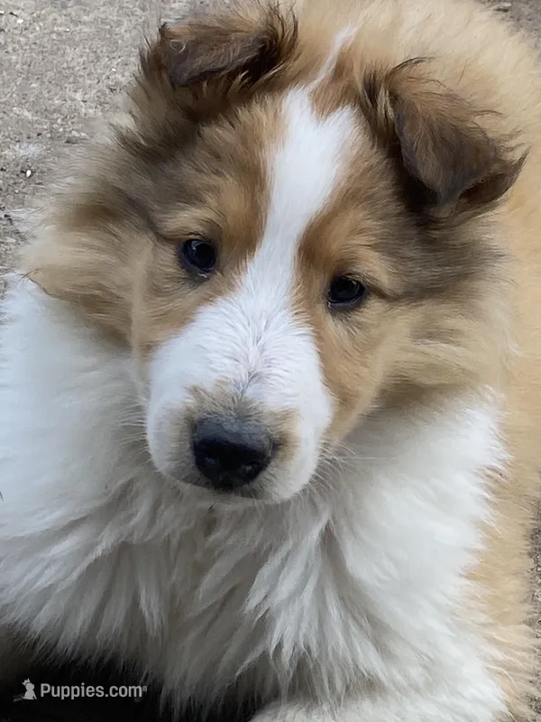 Sammy  – Collie puppy for sale in Warrens, WI