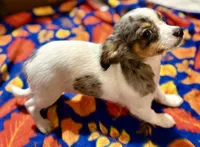 Tito, a male Chihuahua for sale in Warrens, WI – 2 of 3