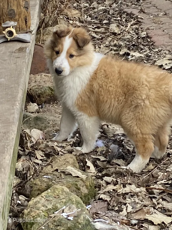 Samson – Collie puppy for sale in Warrens, WI