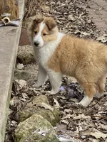 Photo of Samson