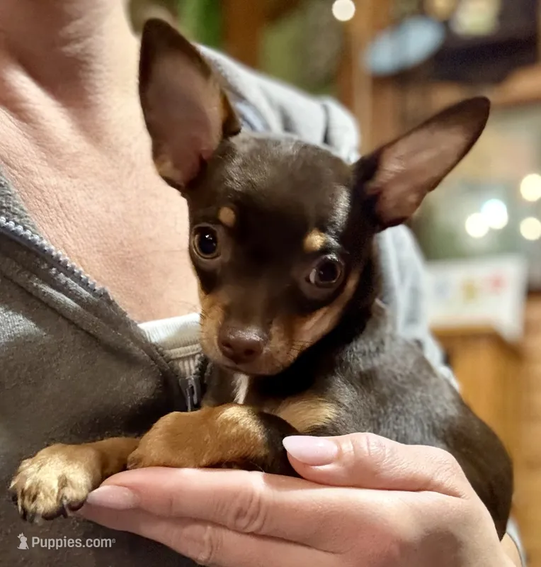 Cici – Chihuahua puppy for sale in Warrens, WI