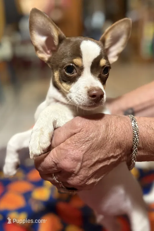 Joey – Chihuahua puppy for sale in Warrens, WI