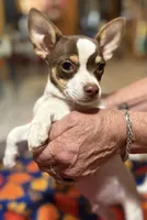 Joey, a male Chihuahua for sale in Warrens, WI – 1 of 2