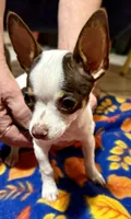 Charlie, a male Chihuahua for sale in Warrens, WI – 2 of 3