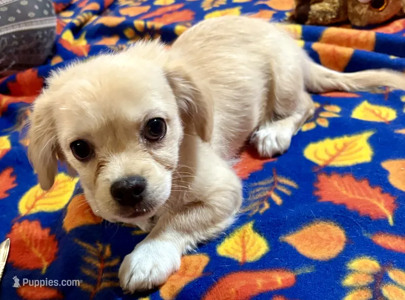 Poco (Pekingese/Chihuahua)  – Chihuahua, Pekingese puppy for sale in Warrens, WI