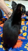 Stella, a female Chihuahua for sale in Warrens, WI – 2 of 3
