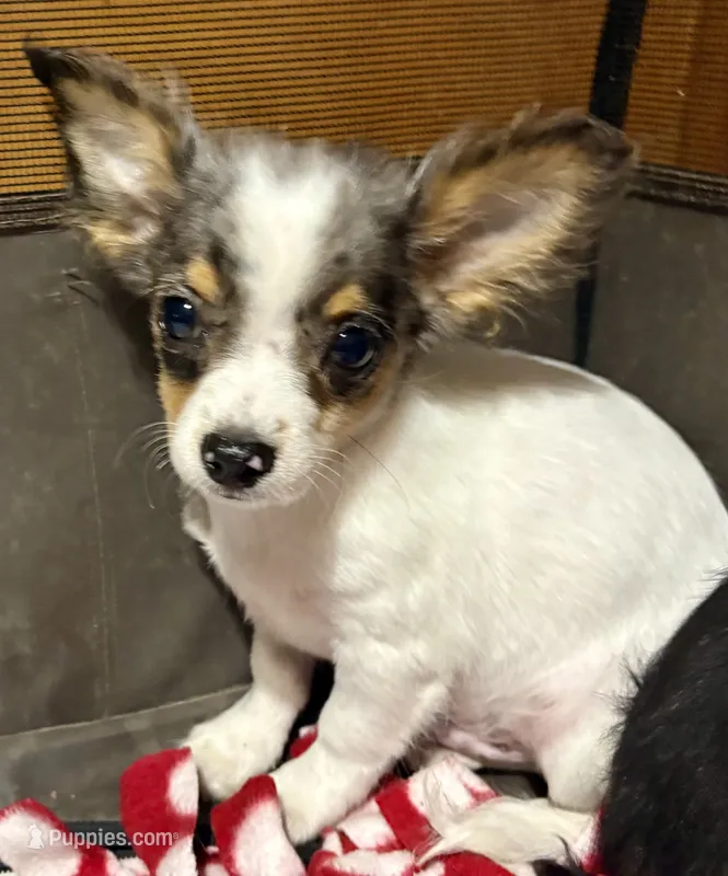 Tito – Chihuahua puppy for sale in Warrens, WI