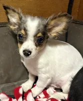 Tito, a male Chihuahua for sale in Warrens, WI – 1 of 3