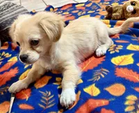 Poco (Pekingese/Chihuahua) , a male Chihuahua and Pekingese for sale in Warrens, WI – 2 of 2