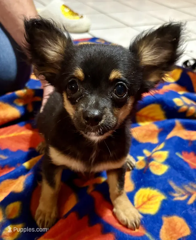 Stella – Chihuahua puppy for sale in Warrens, WI