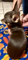 Cici, a female Chihuahua for sale in Warrens, WI – 3 of 3