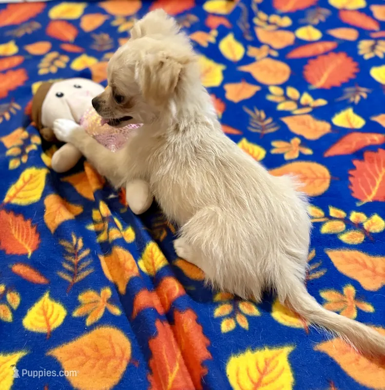 Sally.   Pekingese/chihuahua – Chihuahua, Pekingese puppy for sale in Warrens, WI