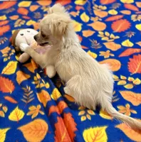 Sally.   Pekingese/chihuahua, a female Chihuahua and Pekingese for sale in Warrens, WI – 1 of 2