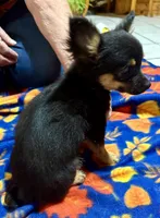 Stella, a female Chihuahua for sale in Warrens, WI – 3 of 3