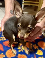 Cici, a female Chihuahua for sale in Warrens, WI – 2 of 3