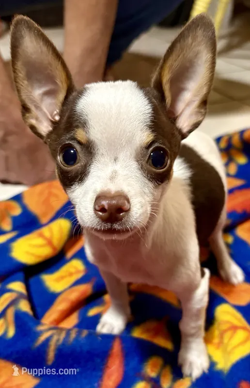 Charlie – Chihuahua puppy for sale in Warrens, WI