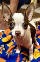 Charlie, a male Chihuahua for sale in Warrens, WI – 1 of 3
