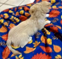 Sally.   Pekingese/chihuahua, a female Chihuahua and Pekingese for sale in Warrens, WI – 2 of 2