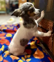 Tito, a male Chihuahua for sale in Warrens, WI – 3 of 3