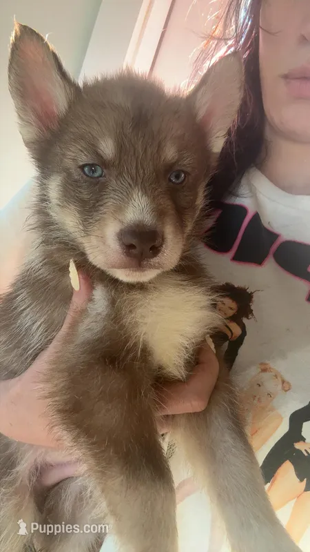 Ron Weasley – Siberian Husky puppy for sale in Jasper, AL