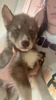 Ron Weasley, a male Siberian Husky for sale in Jasper, AL – 1 of 2