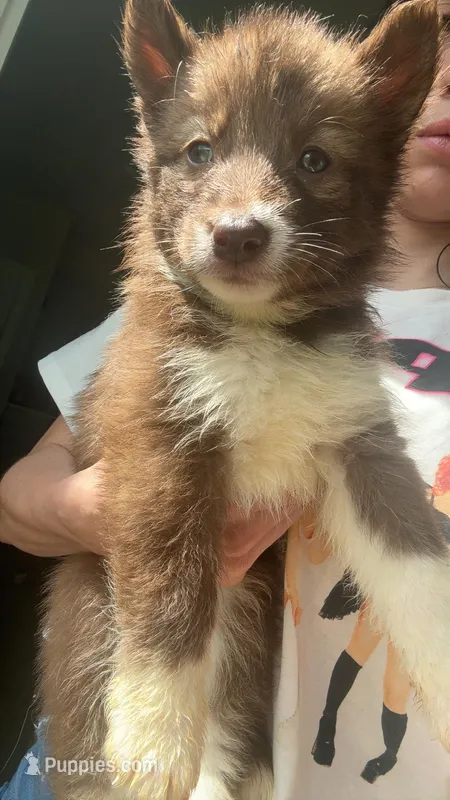 Hermione Granger  – Siberian Husky puppy for sale in Jasper, AL