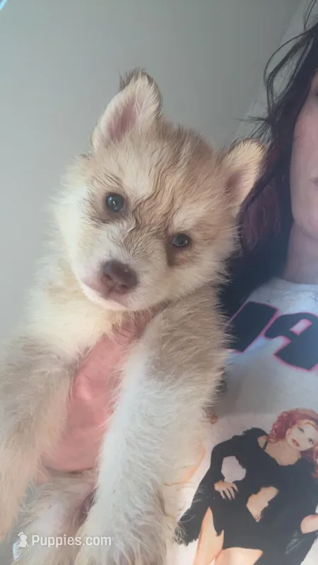 Draco Malfoy  – Siberian Husky puppy for sale in Jasper, AL