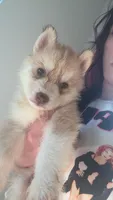 Draco Malfoy , a male Siberian Husky for sale in Jasper, AL – 1 of 2