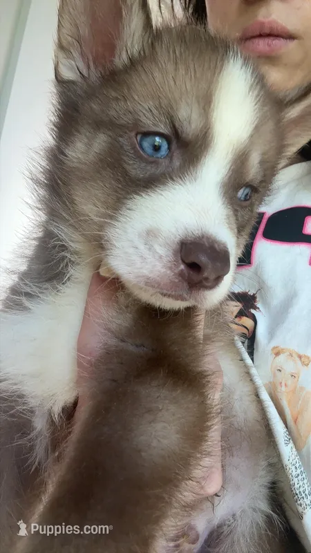 George Weasley – Siberian Husky puppy for sale in Jasper, AL