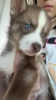 George Weasley, a male Siberian Husky for sale in Jasper, AL – 1 of 2