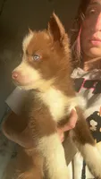 Fred Weasley, a male Siberian Husky for sale in Jasper, AL – 2 of 2