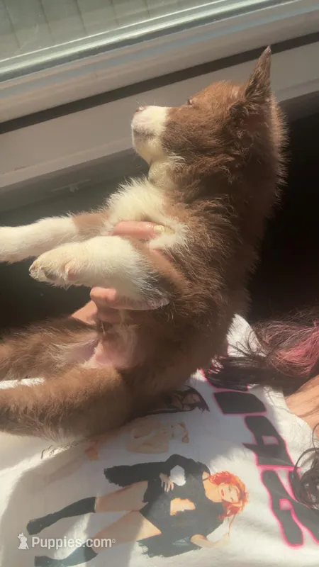 Fred Weasley – Siberian Husky puppy for sale in Jasper, AL