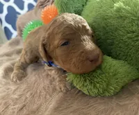 AKC Mr Blue Collar, a male Poodle - Standard  for sale in Columbia, SC – 7 of 8