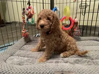 Mini Golden Doodle Miss Red Collar, a female Miniature Goldendoodle for sale in Columbia, SC – 5 of 5