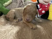 AKC Miss Purple Collar, a female Poodle - Standard  for sale in Columbia, SC – 3 of 8
