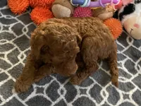 AKC Miss Lavender Collar, a female Poodle - Standard  for sale in Columbia, SC – 4 of 9