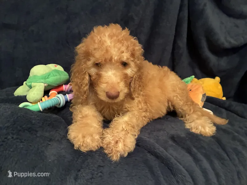 AKC Miss Pink Collar  – Poodle - Standard  puppy for sale in Columbia, SC