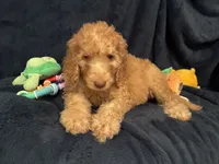 AKC Miss Pink Collar , a male Poodle - Standard  for sale in Columbia, SC – 1 of 1