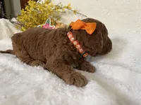 Mini Golden Doodle Miss Orange Collar, a female Miniature Goldendoodle for sale in Columbia, SC – Photo 3 of 7